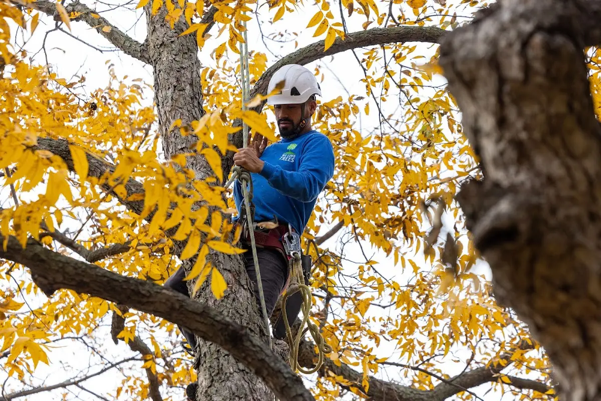 Skilled Storm Damage Cleanup crew working in Proctor